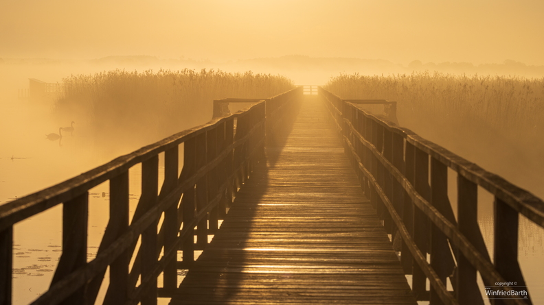 Federseesteg im Nebel.jpg